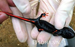 Phát hiện cá cóc có màu cực lạ tại Nghệ An