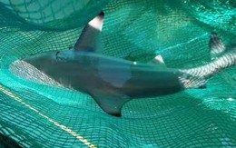 Có thực cá mập trắng liên tiếp xuất hiện gần bờ biển Khánh Hòa?