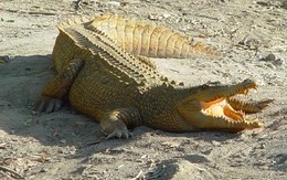 Cá sấu sổng chuồng ở hồ Trị An đã bị bắn chết