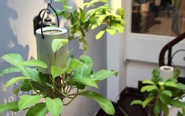 Mê mẩn với mốt chơi cây lạ, giá "mềm"