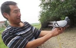 Lại bắt được chim bồ câu có "ký tự lạ tiếng Trung"