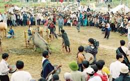 Trâu Lang Biang có vóc dáng khủng nhất Việt Nam