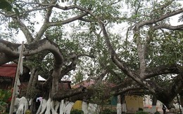 Chiêm ngưỡng những gốc cây kỳ lạ nhất Việt Nam