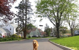 Cực dị : Dắt chó đi dạo bằng..trực thăng không người lái