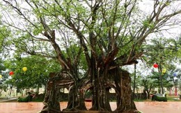 Cây bồ đề 3 lỗ độc nhất Việt Nam vừa trở thành cây di sản