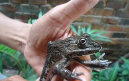 Một con ếch lạ xuất hiện tại Đồng Nai