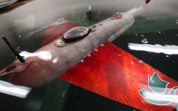 Nga chế tạo 'cá chiến binh' để phá bom