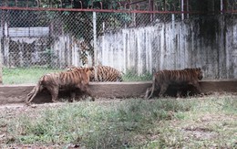 "Đột nhập" trại nuôi hổ lớn nhất ở Thanh Hóa