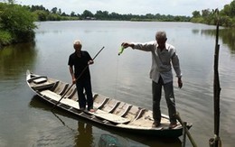 Mỏ vàng ở cánh đồng chó ngáp - Bạc Liêu