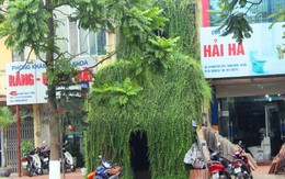 3 ngôi nhà cây độc, lạ, dị ở giữa Thủ đô Hà Nội
