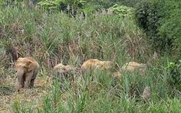 Ba cá thể voi rừng vừa xuất hiện ở Sơn Kim