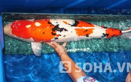 Đàn cá chép Nhật tuyệt đẹp, giá “siêu khủng” về tới TP.HCM