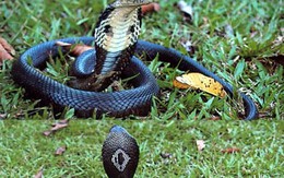 Mang rắn vào nhà nghỉ, bị rắn cắn chết