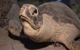 Tiếp tục phát hiện khoảng 8 tấn rùa biển của Hải "rùa”