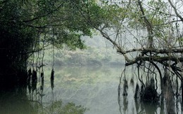Bí ẩn cây si nghìn tuổi ở Tràng An