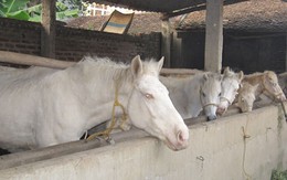 Năm Giáp Ngọ, “sốt” ăn thịt ngựa bạch lấy may