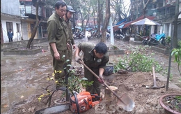 Hà Nội lại bị trộm cây sưa vào ban đêm