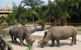 "Đột nhập" vườn thú quý hiếm vừa đóng cửa của đại gia Huỳnh Uy Dũng