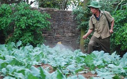 Lão nông dân “gàn” uống thuốc trừ sâu… không chết