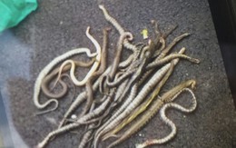 Đồng Nai: Thiêu hủy 5kg rắn bị 3 đối tượng lạ thả ra đường