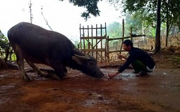 Kỳ lạ trâu 5 xoáy biết "chào, hiểu tiếng người"