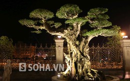 Tin kinh tế 21/4-27/4: Vườn cây cảnh triệu đô của đại gia Phủ Lý