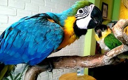 Đại gia Việt chi chục nghìn USD nuôi vẹt cảnh dài cả mét