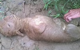 Quảng Ngãi: Con bê kì quái có mặt giống... trẻ sơ sinh