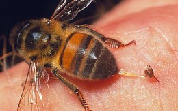 6 hành khách phải cấp cứu vì bị ong chích khi đi tiểu