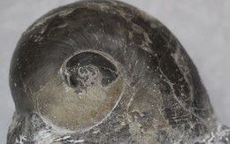 Vừa phát hiện hóa thạch ốc biển lớn nhất Việt Nam