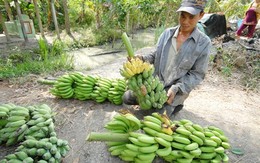 Chuối miền Tây lại 'khóc' vì Trung Quốc ngừng mua