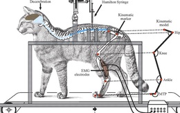 Thí nghiệm kinh hoàng trên động vật: có phải tội ác dưới cái tên khoa học?