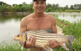 Loại cá nặng tới 20kg, nổi tiếng khắp vùng Đông Nam Á sống ở VN