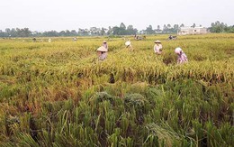Chùm ảnh: Nông dân hớt hải gặt lúa chạy đua bão Cầu Vồng