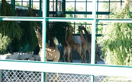 200 động vật quý hiếm cập bến Vinpearl Safari Phú Quốc