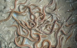 "Đút túi" hơn trăm triệu/năm nhờ nuôi lươn vào mùa lũ