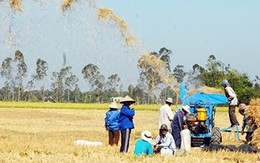 Gạo Việt biến mất trên thị trường hội nhập