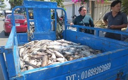 Dân lại mang cá chết tới UBND tỉnh cầu cứu