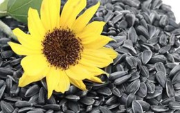 Vì sao hạt hướng dương được coi là "tiên dược" cho sức khỏe?