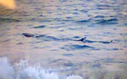 Video: Cá lạ dài khoảng 4 mét bơi dọc bờ biển Phú Yên