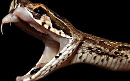 Loài rắn có thể làm ngực nạn nhân biến mất sống ở Việt Nam