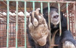 Gấu chết hàng loạt tại Hạ Long