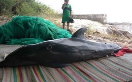 Bình Định: Ngư dân phát hiện cá heo dạt vào bờ