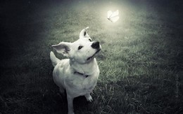 Bộ ảnh siêu thực về loài chó khiến nhiều người suy ngẫm