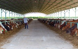 Đại gia đổ ngàn tỉ trồng rau, nuôi bò