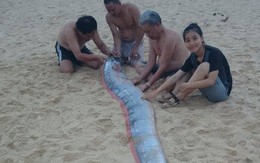 "Quái vật biển" dài 4m dạt vào bờ biển Quảng Bình