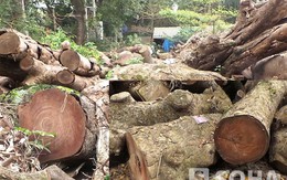 Cây cổ thụ bị chặt hạ trên đường Nguyễn Trãi giờ ở đâu?