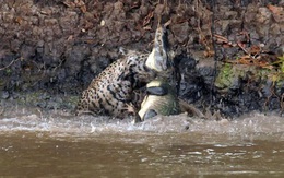 7 ngày qua ảnh: Cận cảnh báo gấm săn cá sấu khổng lồ dưới sông