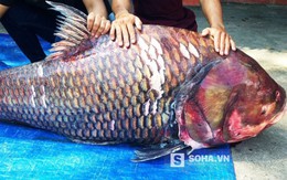 Thương lái Sài Gòn mua được cặp cá hô “khủng” nặng 240kg