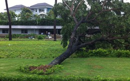 Cây xanh ngã đổ hàng loạt ở Đà Nẵng là do trồng ẩu